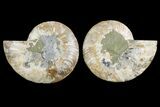 Agate Replaced Ammonite Fossil - Madagascar #150909-1